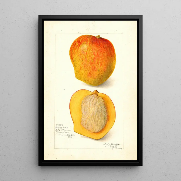 Mangifera indica Peters No - Amanda Almira Newton — kehystetty taideteos seinällä
