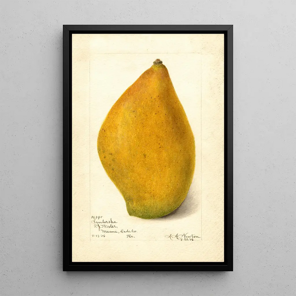 Maalauksen jäljennös Mangifera indica Sandersha - Amanda Almira Newton
