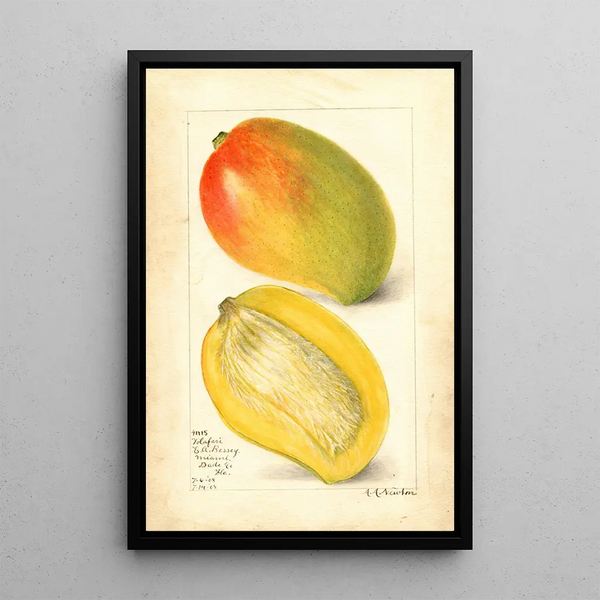 Maalauksen jäljennös Mangifera indica Totafari - Amanda Almira Newton
