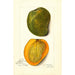 Mangifera indica White Alphonse - Amanda Almira Newton — näkymä teoksesta