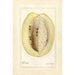 Passiflora quadrangularis - Amanda Almira Newton — näkymä teoksesta