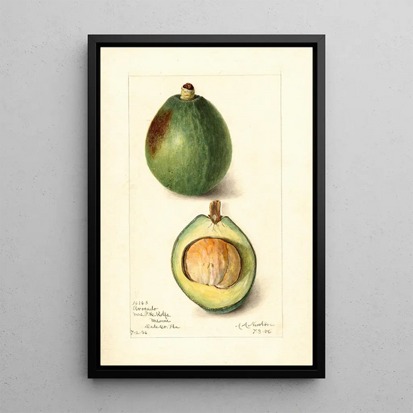 Maalauksen jäljennös Persea Avocado - Amanda Almira Newton