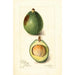 Maalauksen jäljennös Persea Avocado - Amanda Almira Newton