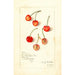 Prunus avium Kirkland - Amanda Almira Newton — näkymä teoksesta