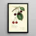 Maalauksen jäljennös Prunus avium Knight Early Red - Amanda Almira Newton