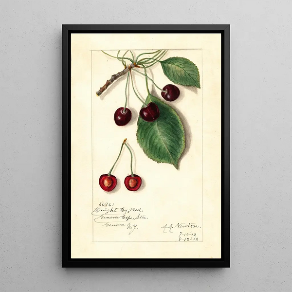 Maalauksen jäljennös Prunus avium Knight Early Red - Amanda Almira Newton