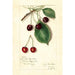 Maalauksen jäljennös Prunus avium Knight Early Red - Amanda Almira Newton