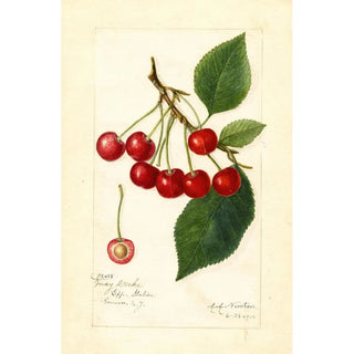 Amanda Almira Newton - Prunus avium May Duke.webp