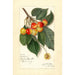 Prunus avium Rockport - Amanda Almira Newton — näkymä teoksesta