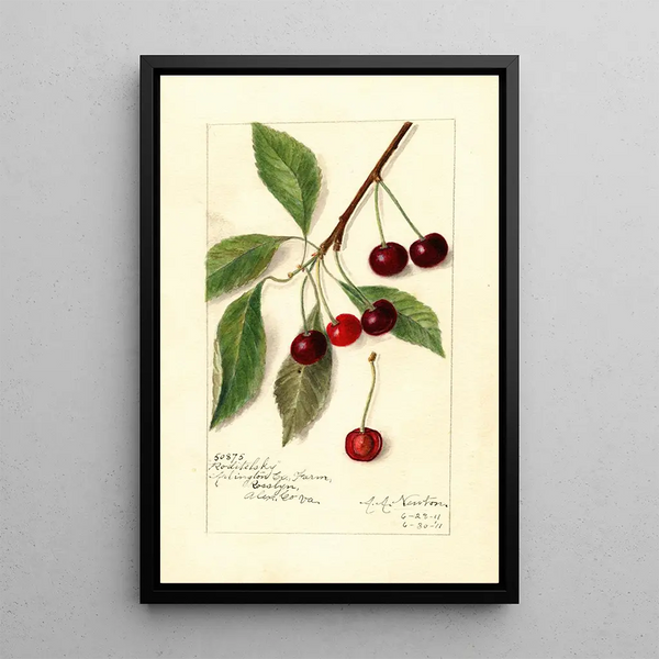 Maalauksen jäljennös Prunus avium Roditelsky - Amanda Almira Newton