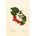 Prunus avium Sidney - Amanda Almira Newton — näkymä teoksesta