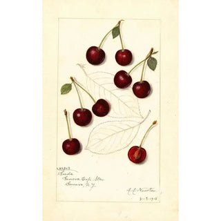 Amanda Almira Newton - Prunus avium Suda.webp