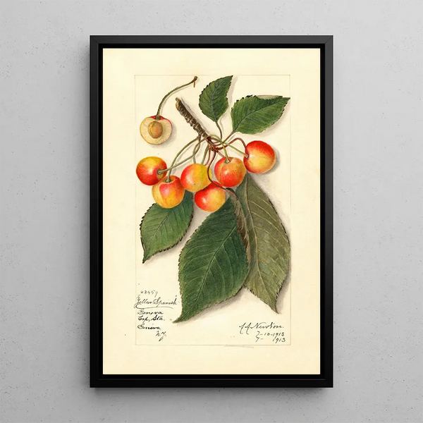 Maalauksen jäljennös Prunus avium keltainen espanjalainen - Amanda Almira Newton