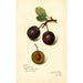 Maalauksen jäljennös Prunus domestica Late Orleans - Amanda Almira Newton