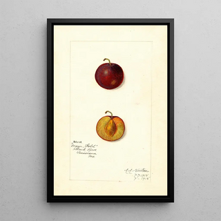 Amanda Almira Newton - Prunus domestica Mammoth Gold.webp