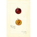 Maalauksen jäljennös Prunus domestica Mammoth Gold - Amanda Almira Newton