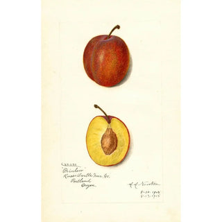 Amanda Almira Newton - Prunus domestica Prinlew.webp