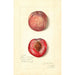 Prunus persica Japan Blood - Amanda Almira Newton — näkymä teoksesta