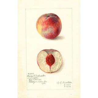 Amanda Almira Newton - Prunus persica Russell Nebraska.webp