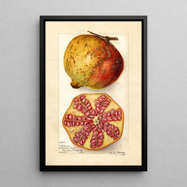Punica granatum - Amanda Almira Newton — kehystetty taideteos seinällä