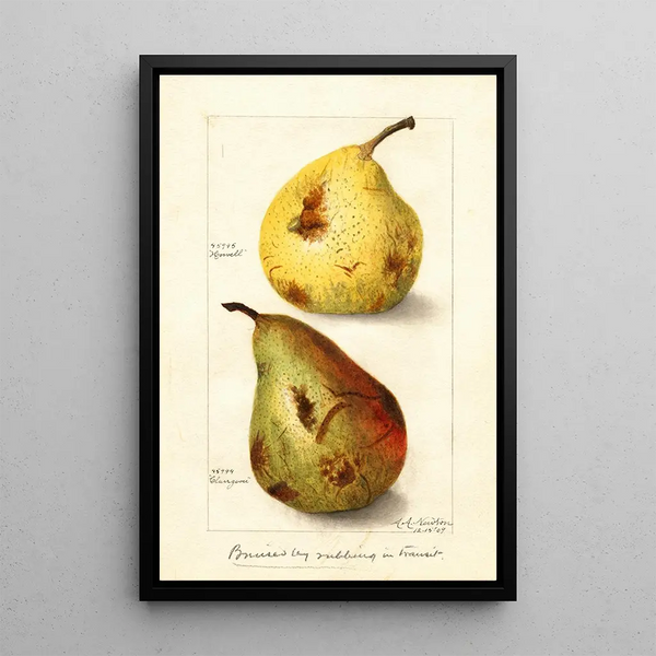 Maalauksen jäljennös Pyrus communis - Amanda Almira Newton