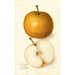 Pyrus communis Japan Golden Russet - Amanda Almira Newton — näkymä teoksesta