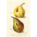 Maalauksen jäljennös Pyrus communis - Amanda Almira Newton