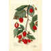 Rubus-maalaus - Amanda Almira Newton — näkymä teoksesta