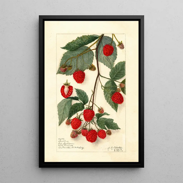 Rubus-maalaus - Amanda Almira Newton — kehystetty taideteos seinällä