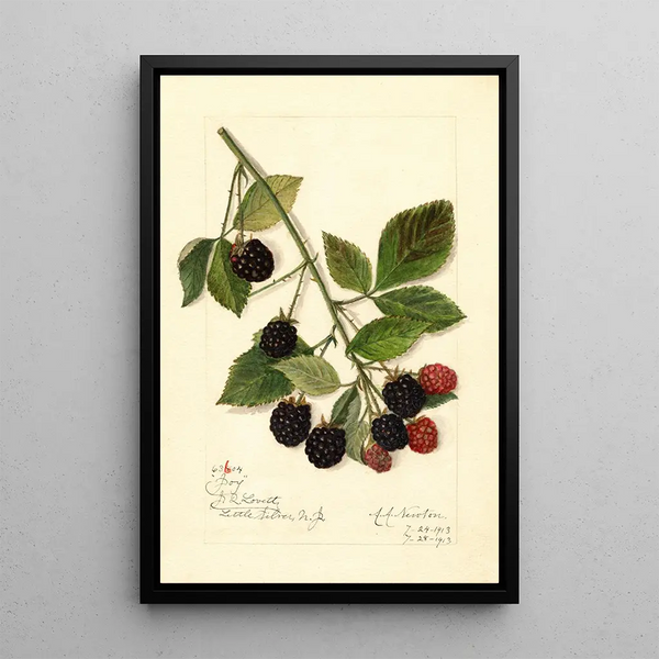 Rubus Joy - Amanda Almira Newton — kehystetty taideteos seinällä