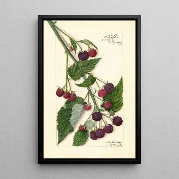 Rubus Schaffer - Amanda Almira Newton — kehystetty taideteos seinällä