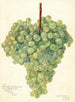 Vitis Clarette à Gros Grains - Amanda Almira Newton — näkymä teoksesta