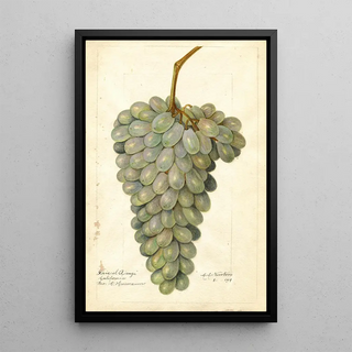 Amanda Almira Newton - Vitis Deis El Aunze.webp