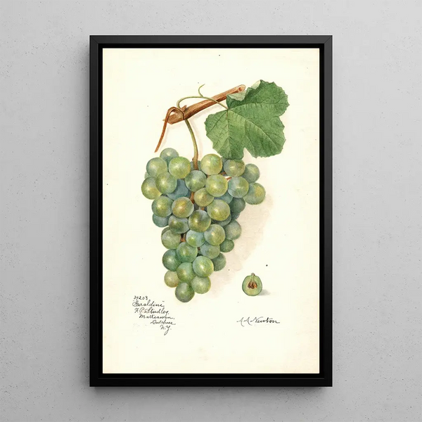Maalauksen jäljennös Vitis Geraldine - Amanda Almira Newton