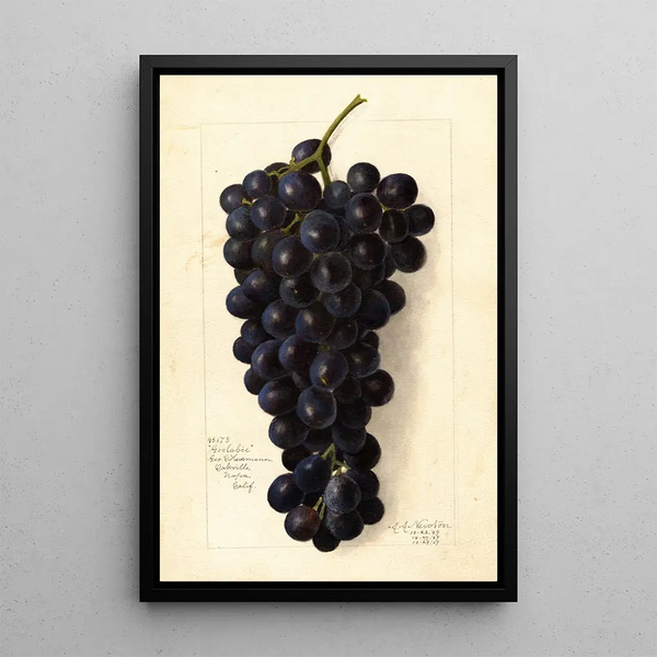 Vitis Goolabie - Amanda Almira Newton — kehystetty taideteos seinällä