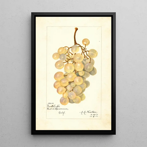 Vitis Kurtelaska - Amanda Almira Newton — kehystetty taideteos seinällä