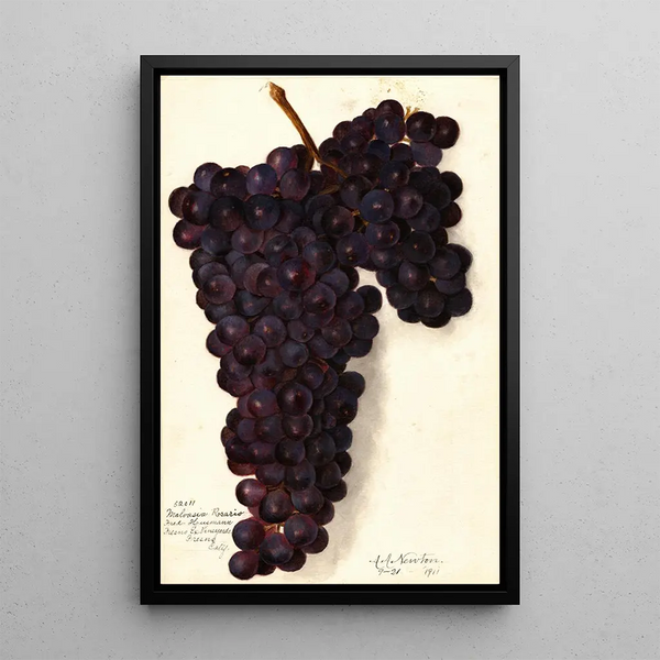 Vitis Malvasia Rosario - Amanda Almira Newton — kehystetty taideteos seinällä