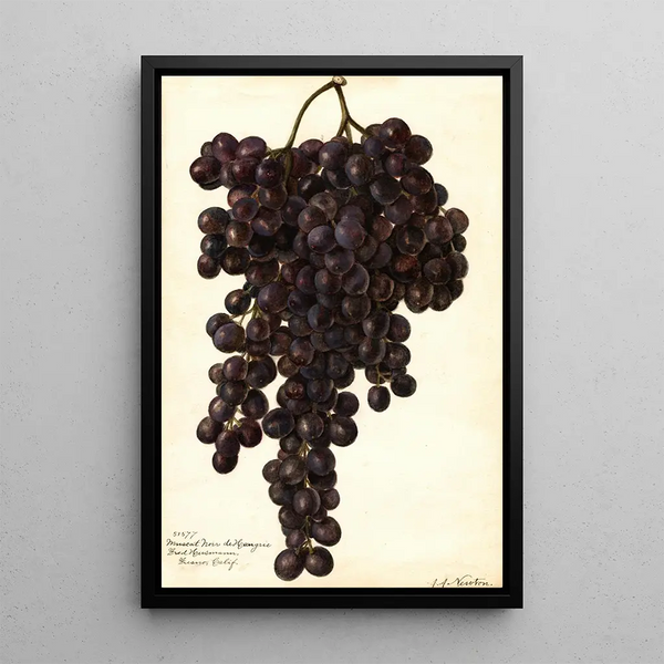 Maalauksen jäljennös Vitis Muscat Noir de Hongrie - Amanda Almira Newton