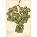 Vitis Muscat d'Alexandrie - Amanda Almira Newton — näkymä teoksesta