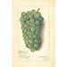 Vitis Niagara - Amanda Almira Newton — näkymä teoksesta