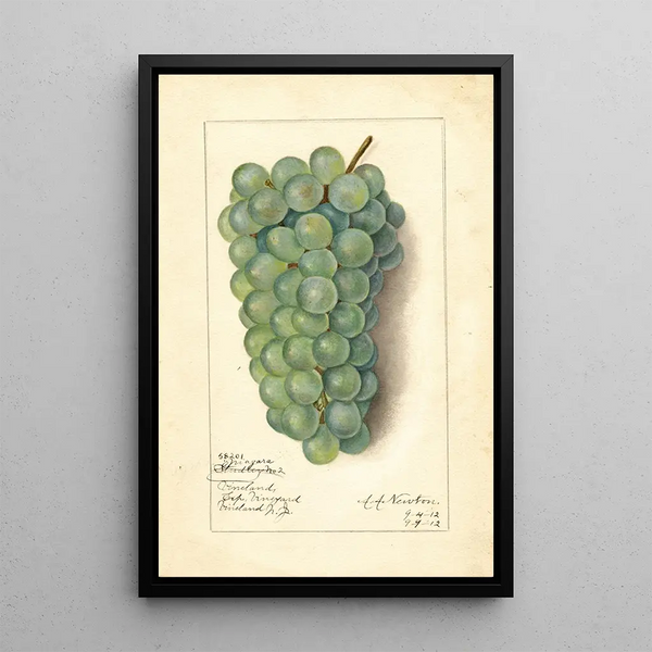 Vitis Niagara - Amanda Almira Newton — kehystetty taideteos seinällä