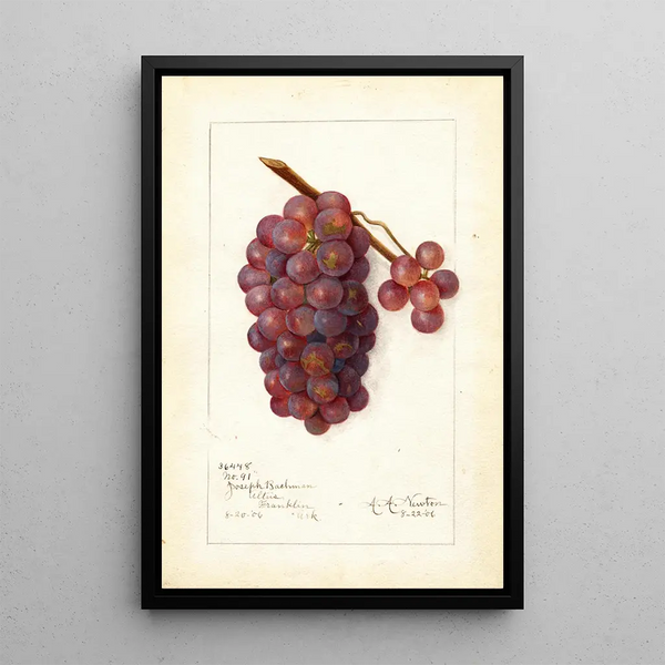 Vitis No - Amanda Almira Newton — kehystetty taideteos seinällä