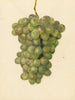 Vitis Ontario - Amanda Almira Newton — näkymä teoksesta