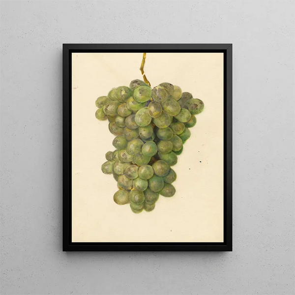 Vitis Ontario - Amanda Almira Newton — kehystetty taideteos seinällä