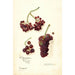 Vitis Panariti - Amanda Almira Newton — näkymä teoksesta