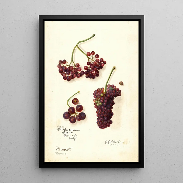 Vitis Panariti - Amanda Almira Newton — kehystetty taideteos seinällä