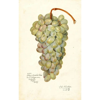 Amanda Almira Newton - Vitis Scheradzouli Blanc.webp