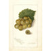 Vitis Scuppernong - Amanda Almira Newton — näkymä teoksesta