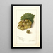 Vitis Scuppernong - Amanda Almira Newton — kehystetty taideteos seinällä