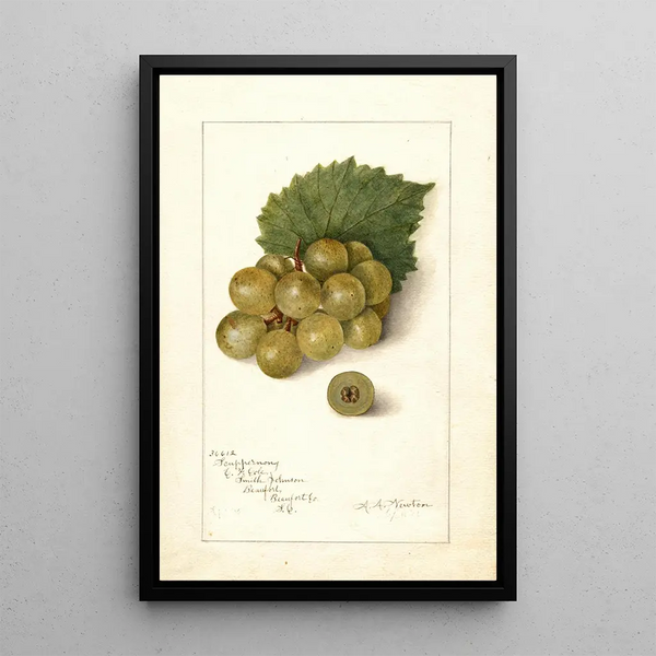 Vitis Scuppernong - Amanda Almira Newton — kehystetty taideteos seinällä